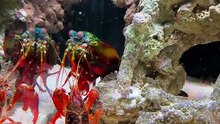 Underwater world || viral video underwater || Video