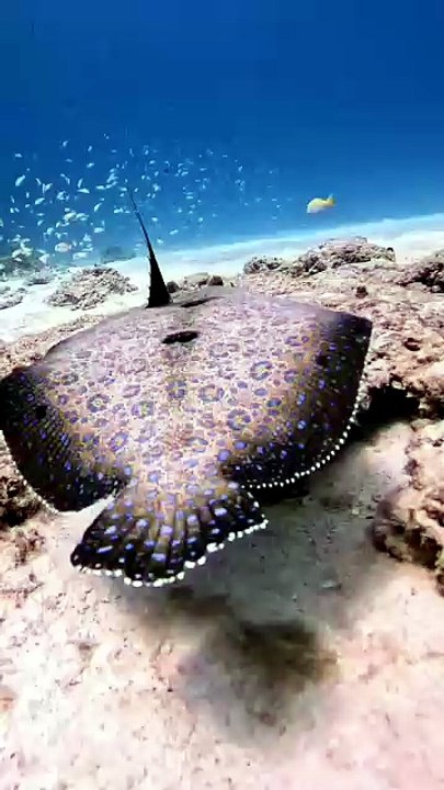 Underwater world || viral video underwater || Video