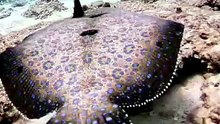 Underwater world || viral video underwater || Video