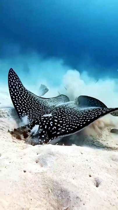 Underwater world || viral video underwater || Video