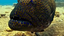 Underwater world || viral video underwater || Video