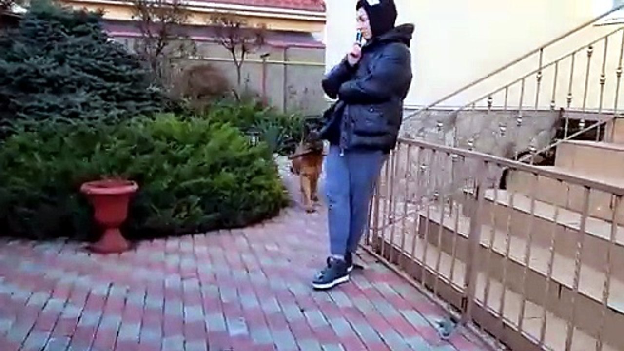 Арес ф Фоксберг. Кобель немецкой овчарки 3 года. Одесса. Украина