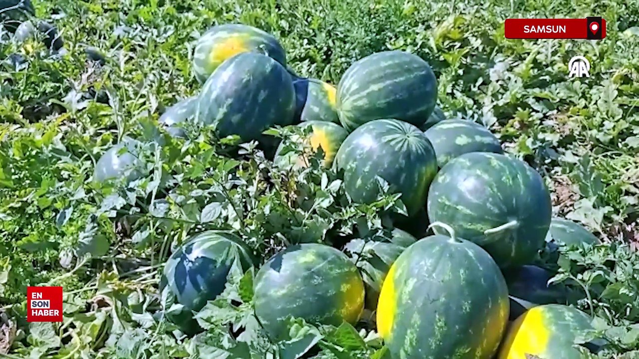 Bafra Ovası'nda karpuz hasadı devam ediyor