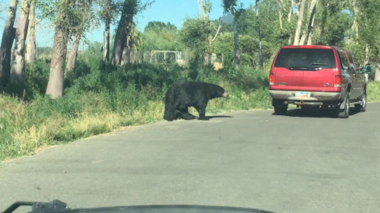 Couple Captures HAUNTING Close Encounter with an Unfriendly Bear