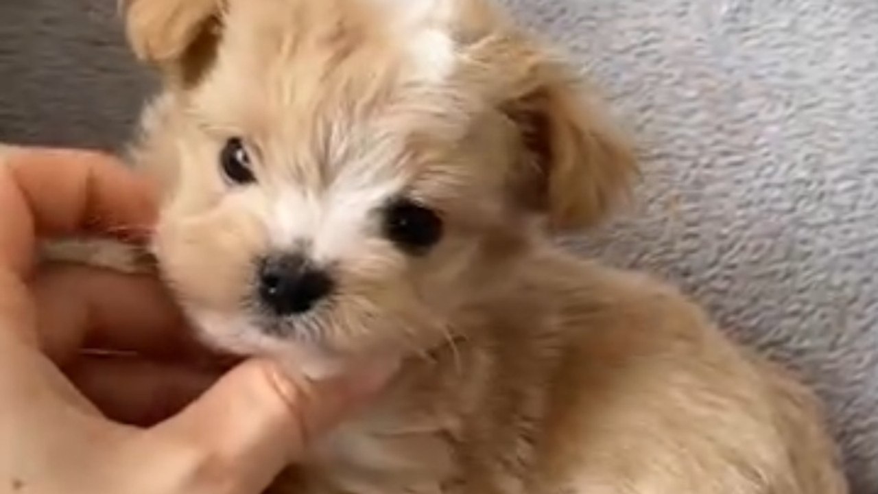 The sweetest little face- it must be a Maltipoo puppy😊🐾🌸🐾❤️ #puppy #puppylove #cutestpuppy #dogs #maltipoo