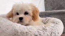 Maltipoo will always put a smile on your face 😁🐾💙🐾 #maltipoo #dog #cute #funnydogs #doglife
