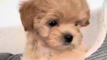 Maltipoo AJ would love to give you One Smile for today Happy Friday #puppy #puppylove #cutestpuppy #dogs #maltipoo