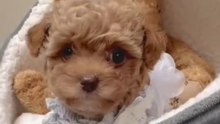 Maltipoo Isla và video lớn lên của cô ấy😇🐾🌸🐾
