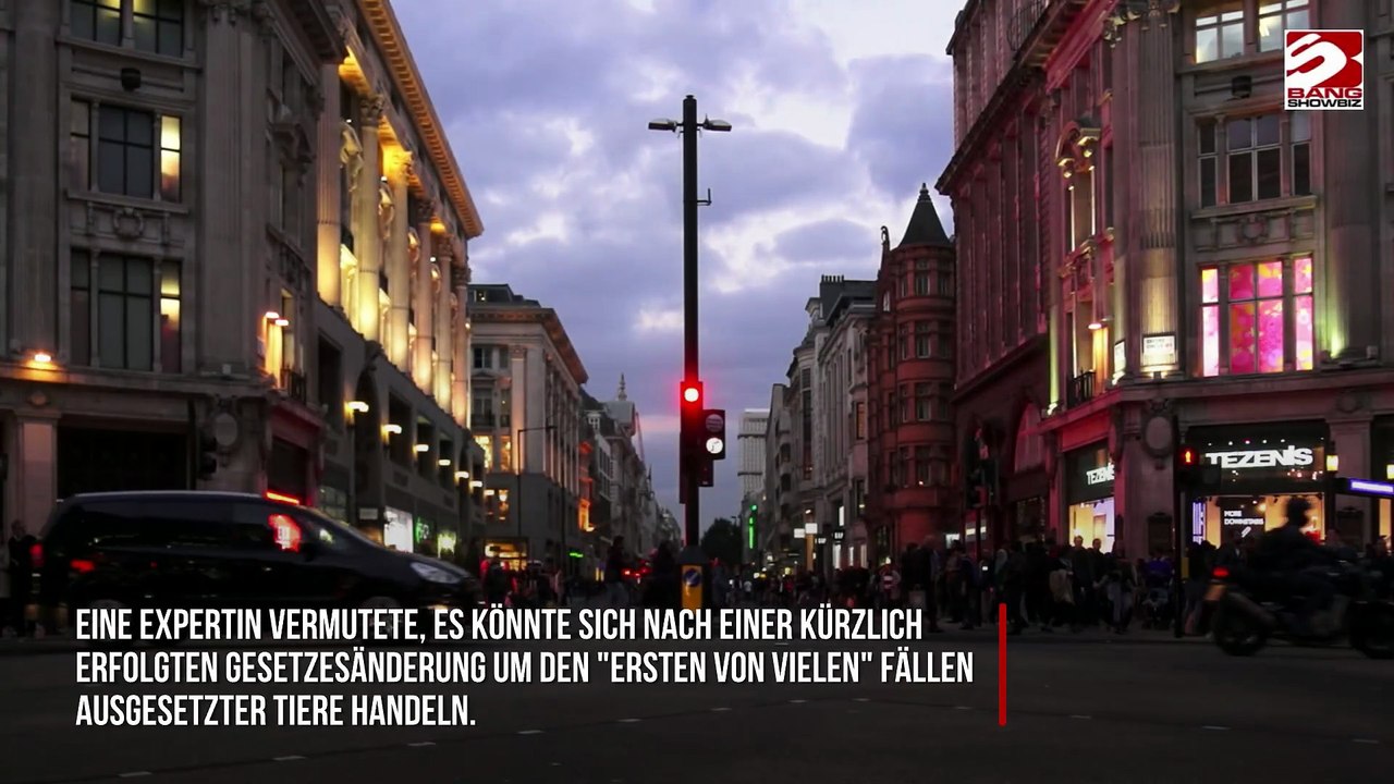 Ausgesetzter Affe in einem Londoner Bus gefunden