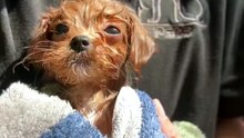 Puppy bath time #dog #grooming #bathtime #puppy #doglife