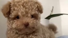 Puppy kisses anyone--- #puppy #puppylove #cutestpuppy #dogs #maltipoo