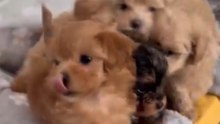 Maltipoo puppy squad #puppy #maltipoo #cutedoggy #maltipoopuppy #teacuppuppies