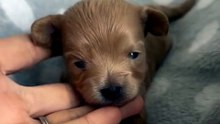 Maltipoo puppy Max and his growing up video #puppy #puppylove #cutestpuppy #dogs #maltipoo