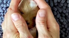 Maltipoo puppy Bailey and his growing up video 😊🐾💙🐾🐶 #puppy #maltipoo #cutedoggy #maltipoopuppy #teacuppuppies