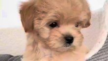 Maltipoo AJ would love to give you One Smile for today Happy Friday #puppy #puppylove #cutestpuppy #dogs #maltipoo