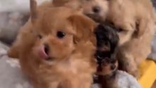 Maltipoo puppy squad #puppy #maltipoo #cutedoggy #maltipoopuppy #teacuppuppies