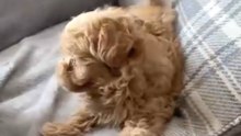Puppy with BATTERIES fully charged 😂🔋🐾❤️🐾🐶 #puppy #doglover #maltipoopuppy #funnyreels #dog