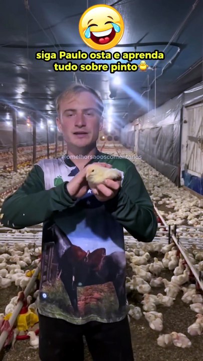 O que fazer quando o pinto tiver em cima de você. 🐥🐥🐥🐥🐤🐤🐤🐤🐣🐣🐣🐣 #omelhorsoaoscomentarios #memes