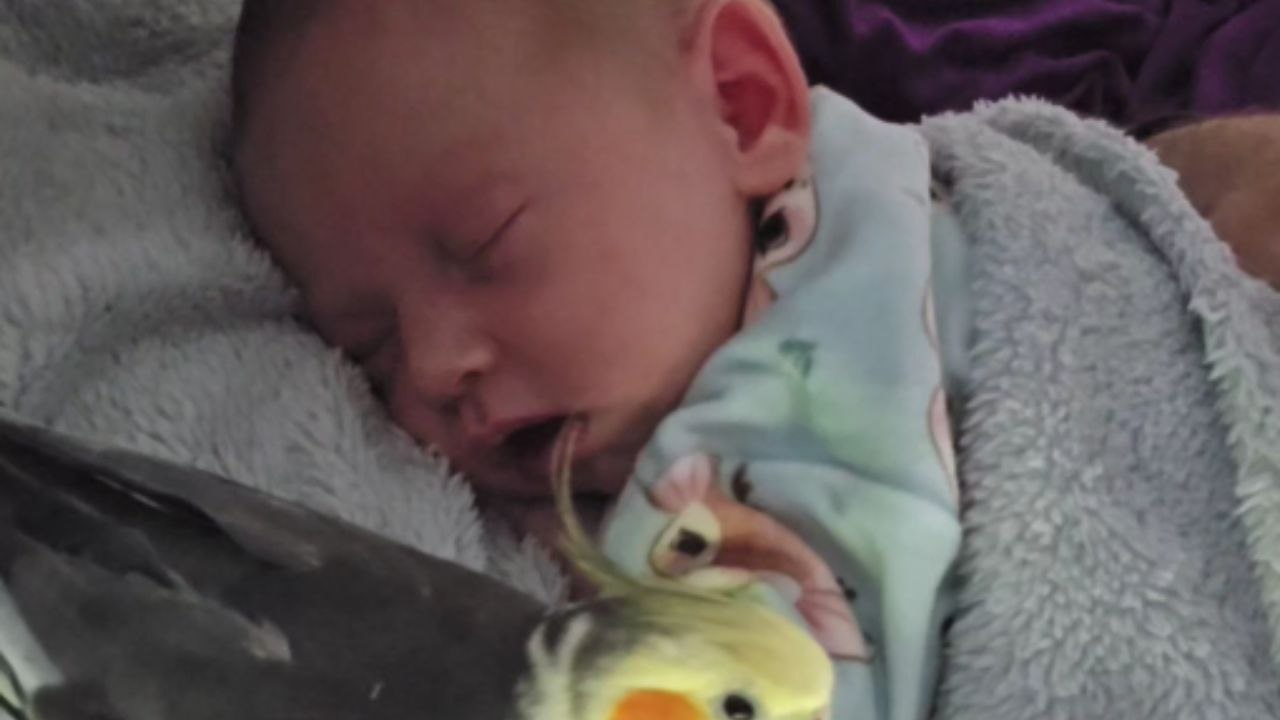 Charming Parrot Delivers Sweet Kisses to Sleeping Child