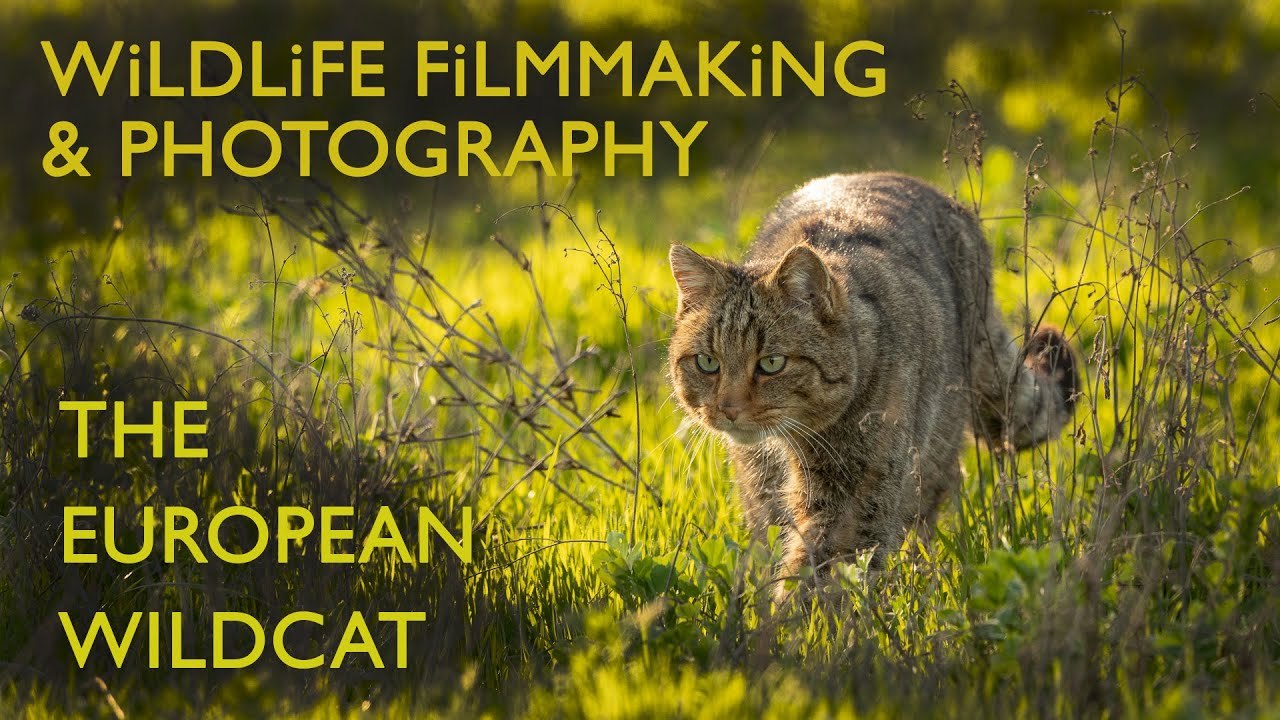 Filming the Elusive European Wildcat on the Hunt | Wildlife Cinematography & Photography
