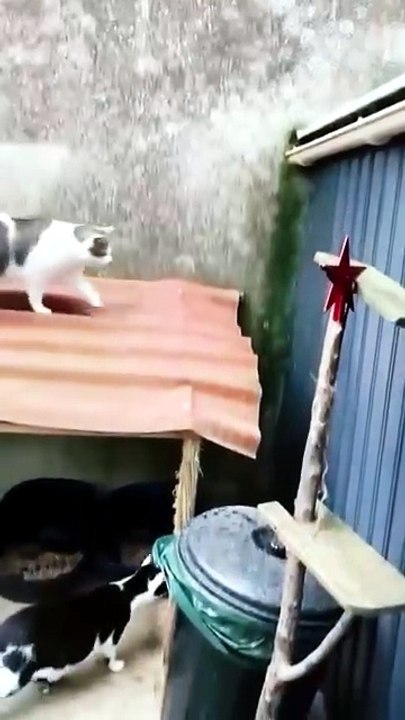 watch till end 😁 #funny #cat #shortsfeed