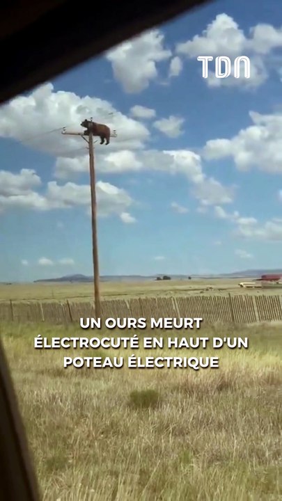 Un ours meurt électrocuté en haut d'un poteau électrique