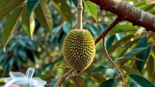 🌿 Amazing Strawberry-Shaped Durian Growing Time-Lapse in 4K #TimeLapse #FruitArt #Nature