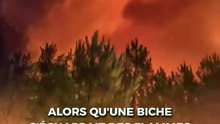 Alors qu'une biche s'échappait des flammes de l'incendie en Gironde, des pompiers l'arrosent pour la sauver