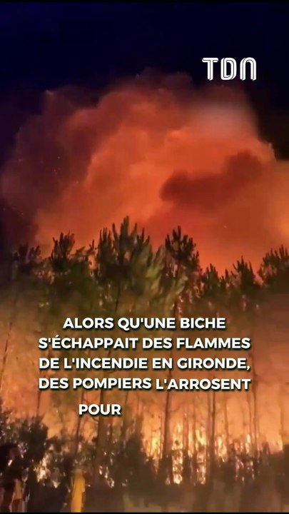 Alors qu'une biche s'échappait des flammes de l'incendie en Gironde, des pompiers l'arrosent pour la sauver