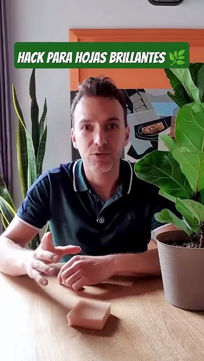 El truco casero para limpiar las plantas y que luzcan más brillantes