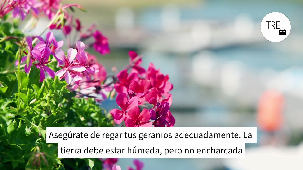 Los expertos en plantas coinciden: "para regar las plantas en macetas hay que utilizar aproximadamente el 10% del volumen de la tierra"