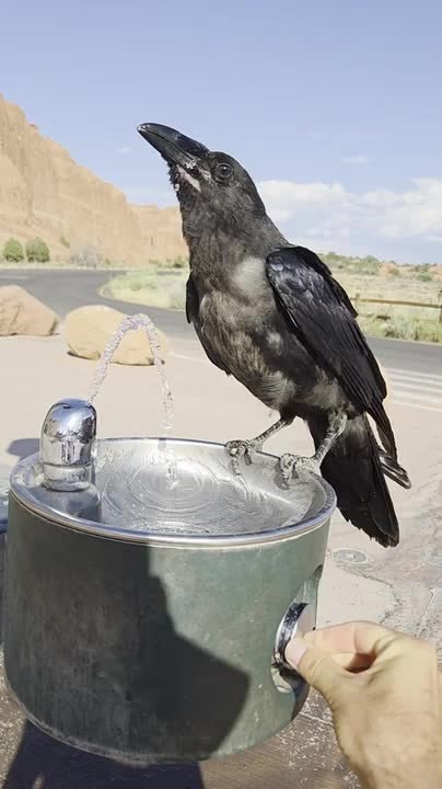 Man Gives Thirsty Raven Water During Hot Weather
