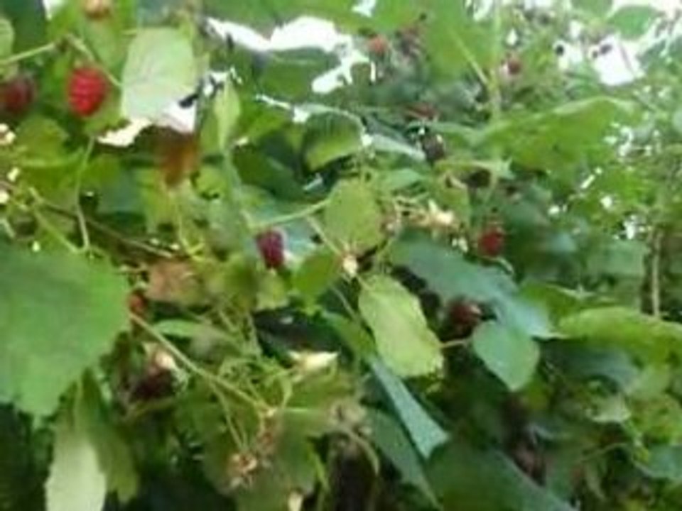 Expedition : framboise