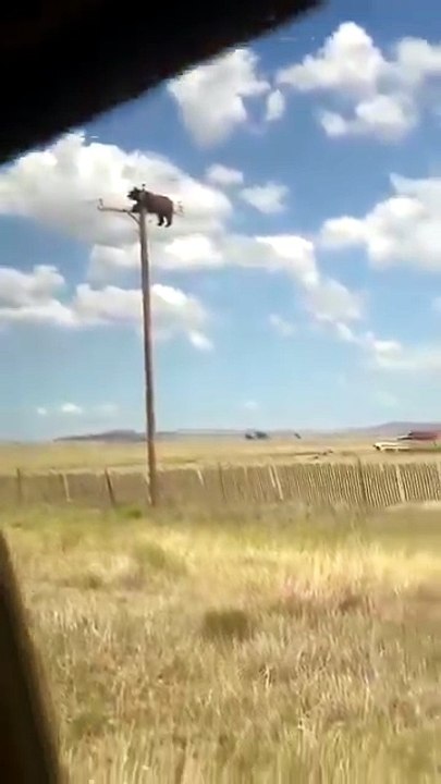 Oso muere electrocutado en un poste tras huir de peatones que lo acosaban