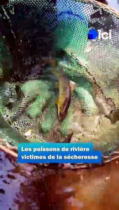 Pêche de sauvegarde dans l'Odet