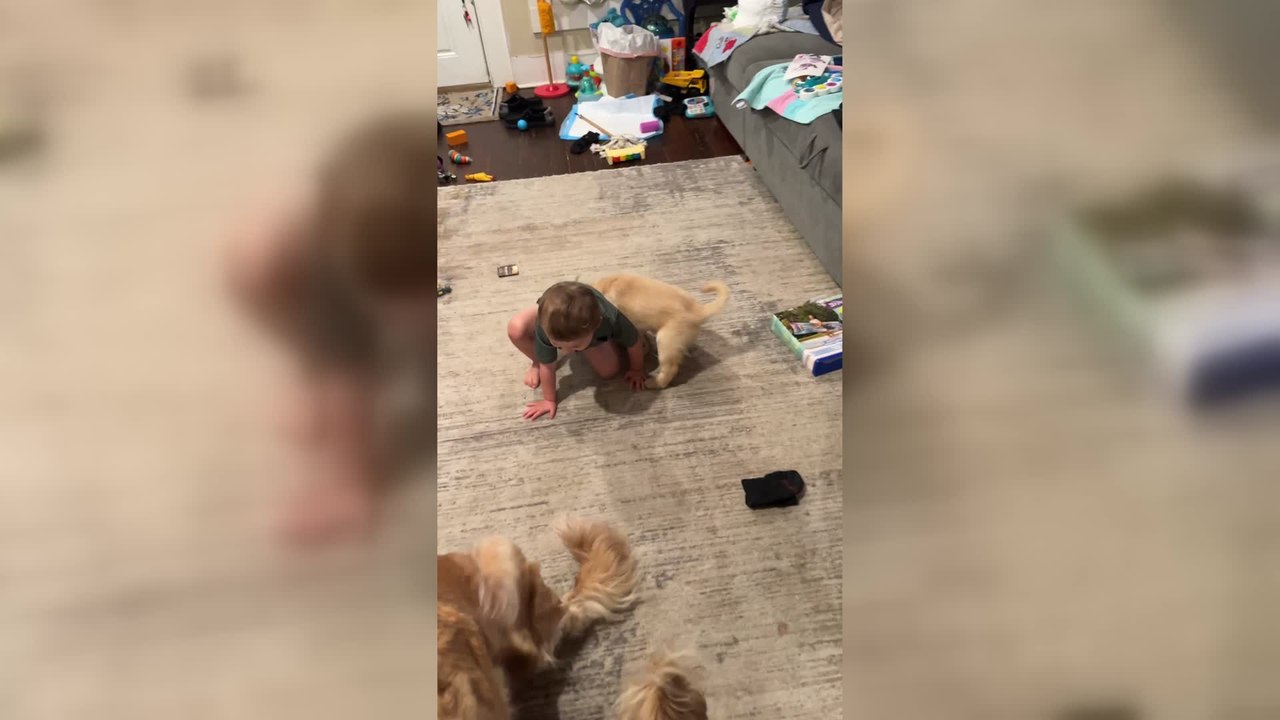Adorable Puppy Diaper Attack on Baby