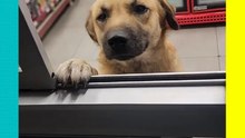 Una atención perrona: lomito 'atiende' en la ventanilla de una tienda.
