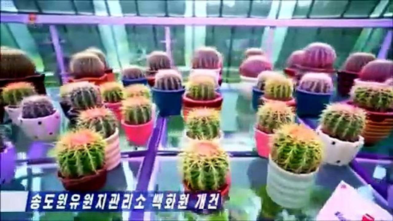 Competição de Culinária Tangogi e renovado jardim botânico no Parque Songdowon