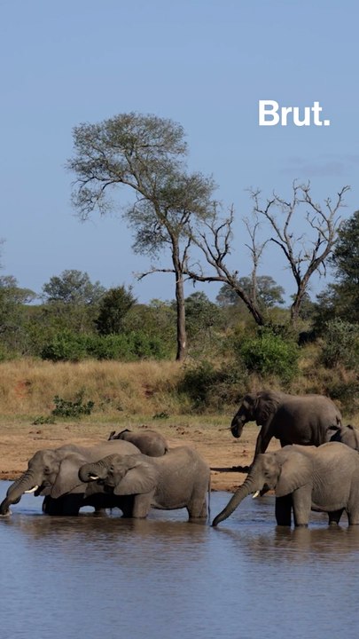 🇨🇲 Cameroun : les éléphants de forêt en danger d’extinction