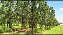 Vivero de FIPRODEFO en Zapotlán producirá 60 mil árboles para reforestar bosques de Jalisco