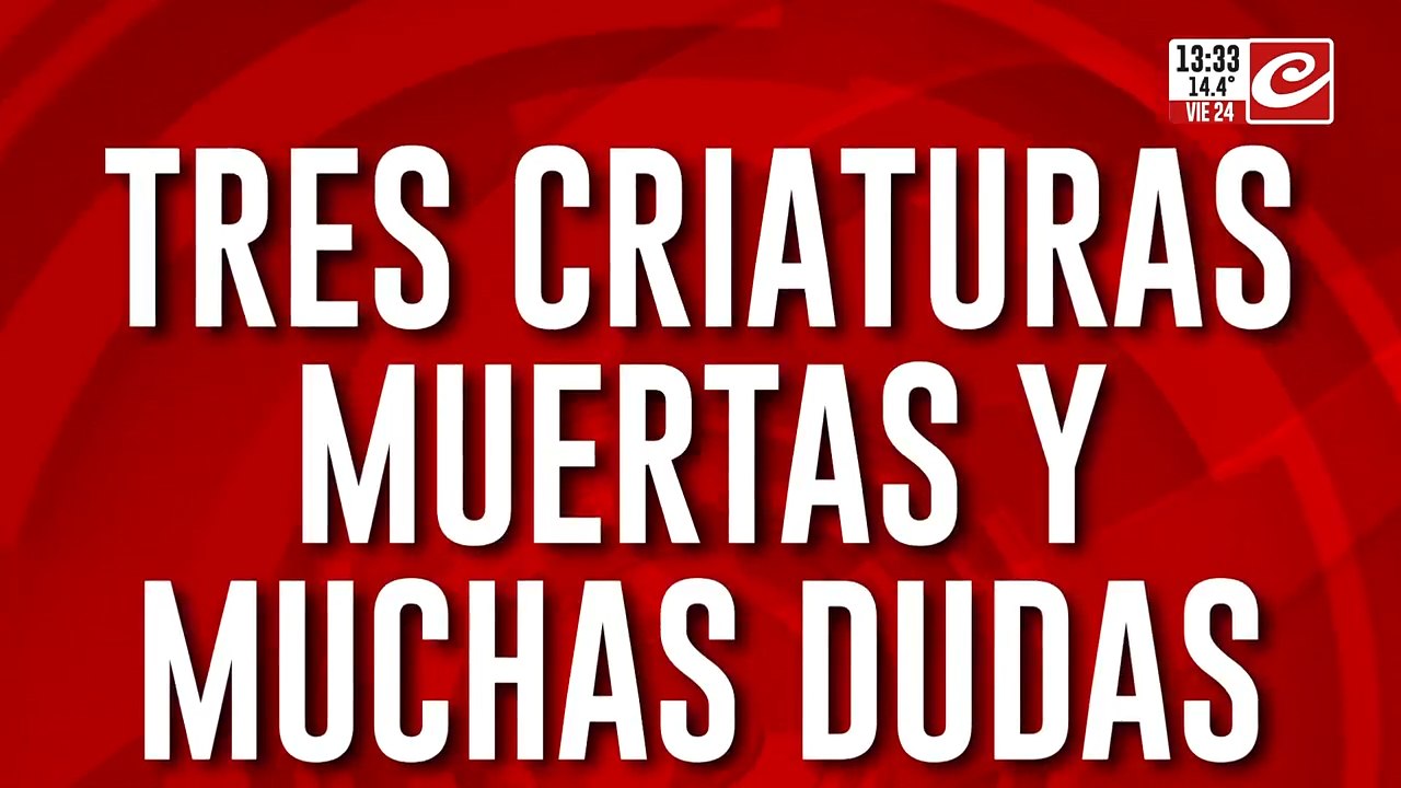Tres criaturas muertas y muchas dudas: investigan a la madre de los nenes