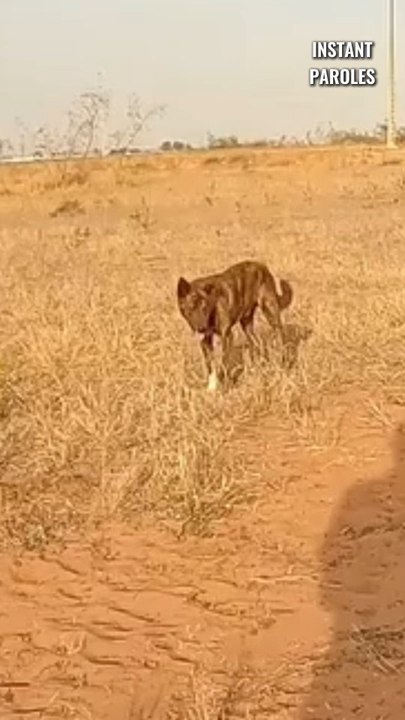 Cet homme se mobilise pour hydrater un chien dans cette zone désertique