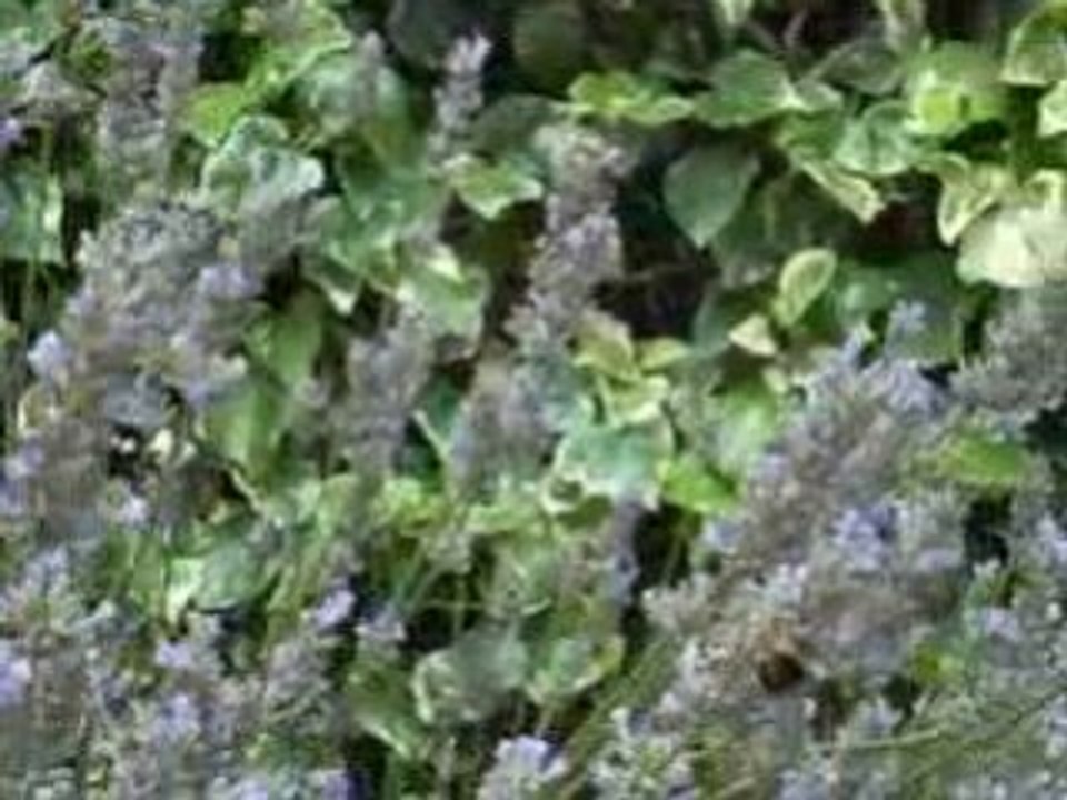 Le TRAVAIL DES ABEILLES