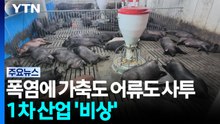 폭염에 가축도 어류도 사투...1차 산업 '비상' / YTN