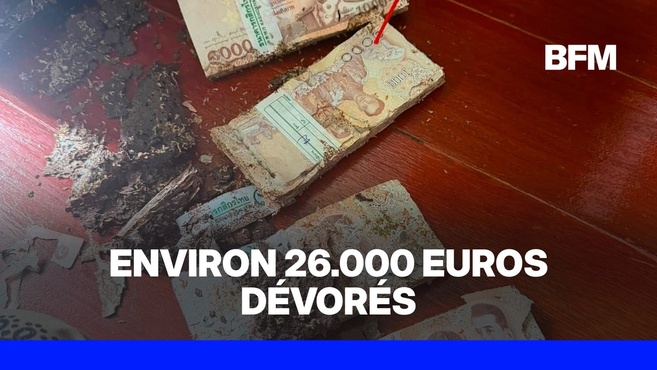 Thaïlande: elle met ses économies dans un coffre-fort, son pactole dévoré par les termites