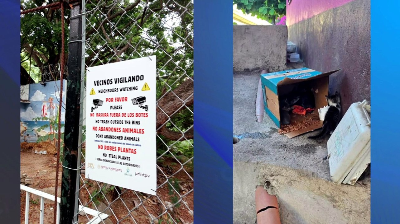Sancionarán a mujer por abandonar gatos en el Río Cuale | CPS Noticias Puerto Vallarta