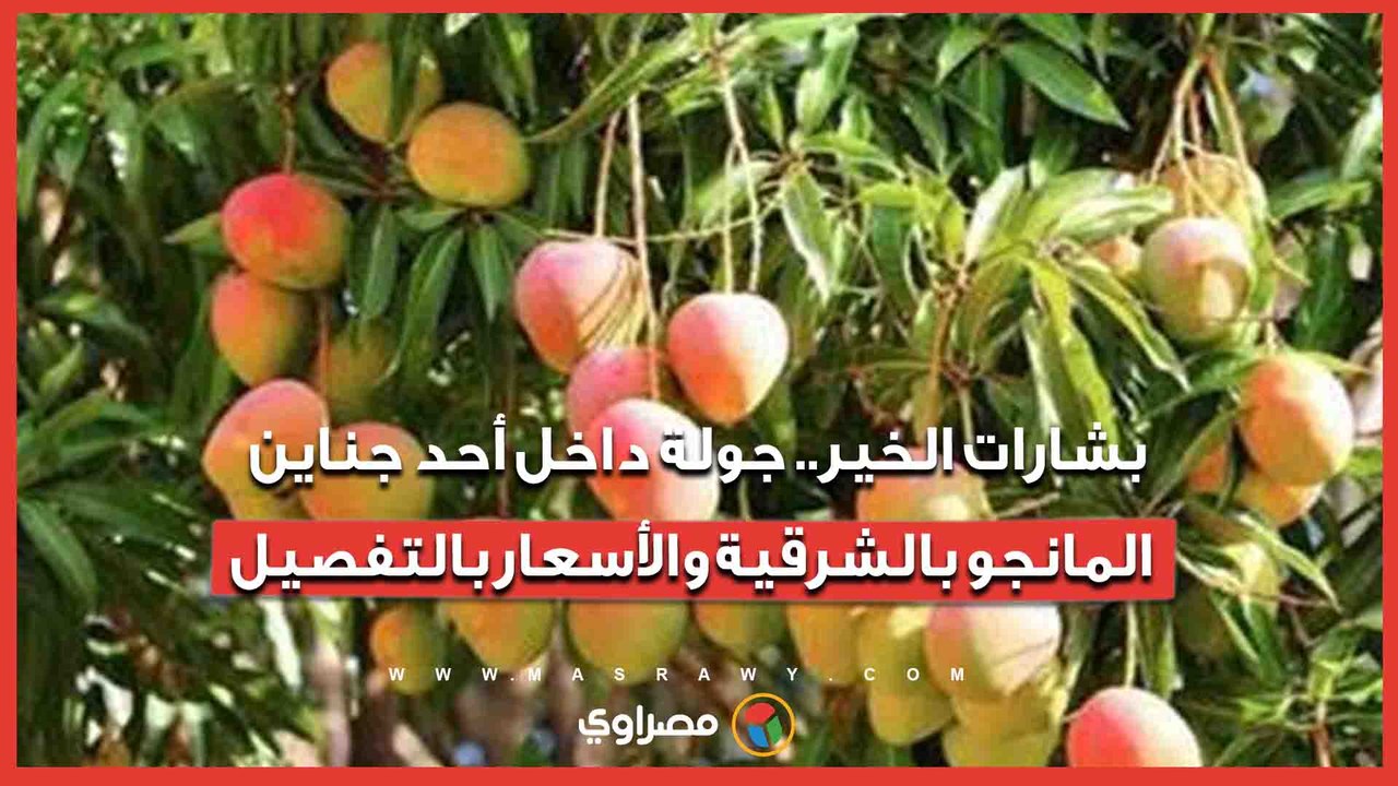 بشارات الخير.. جولة داخل أحد جناين المانجو بالشرقية والأسعار بالتفصيل