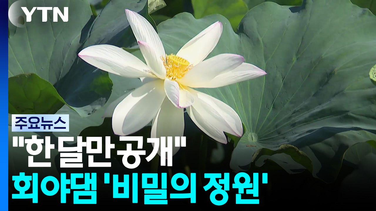 "1년 중 한 달만 공개"...회야댐 '비밀의 정원' 연꽃 만발 / YTN