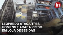 Leopardo ataca três homens e acaba preso em loja de bebidas na Índia