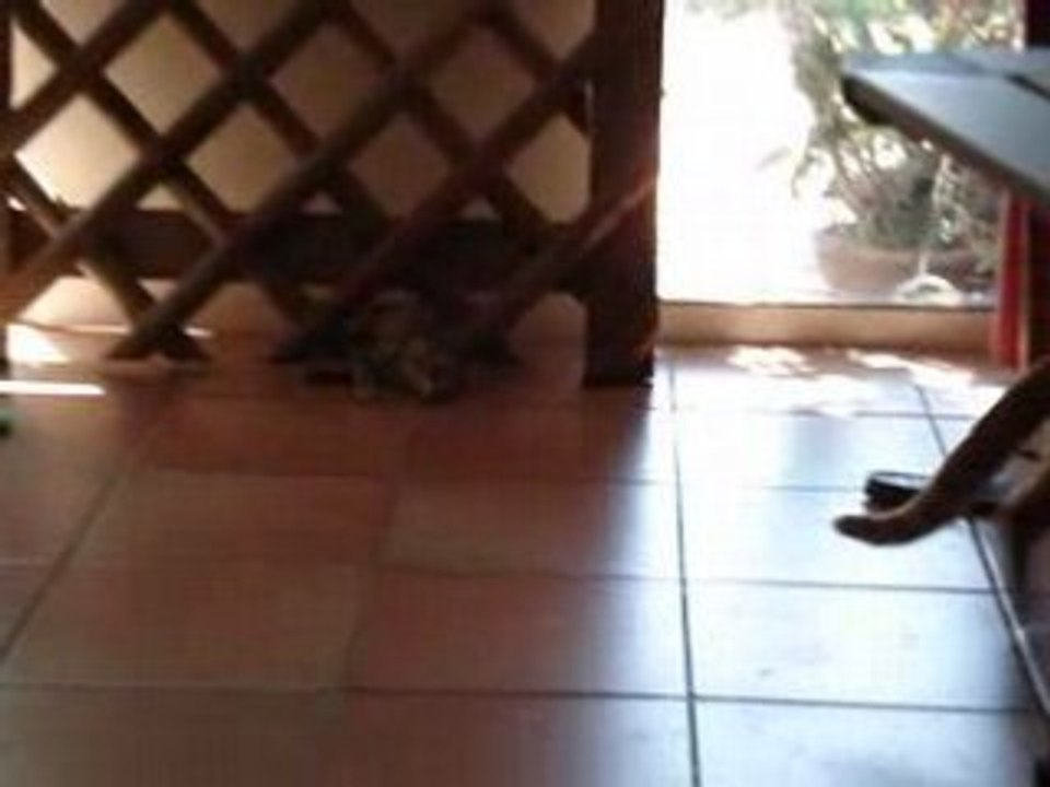 Aslan et Patxi 3